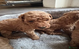 Toy Poodle dogs for sale: Red KC Toy Poodle Puppies. Ready Now!!  - Image 13