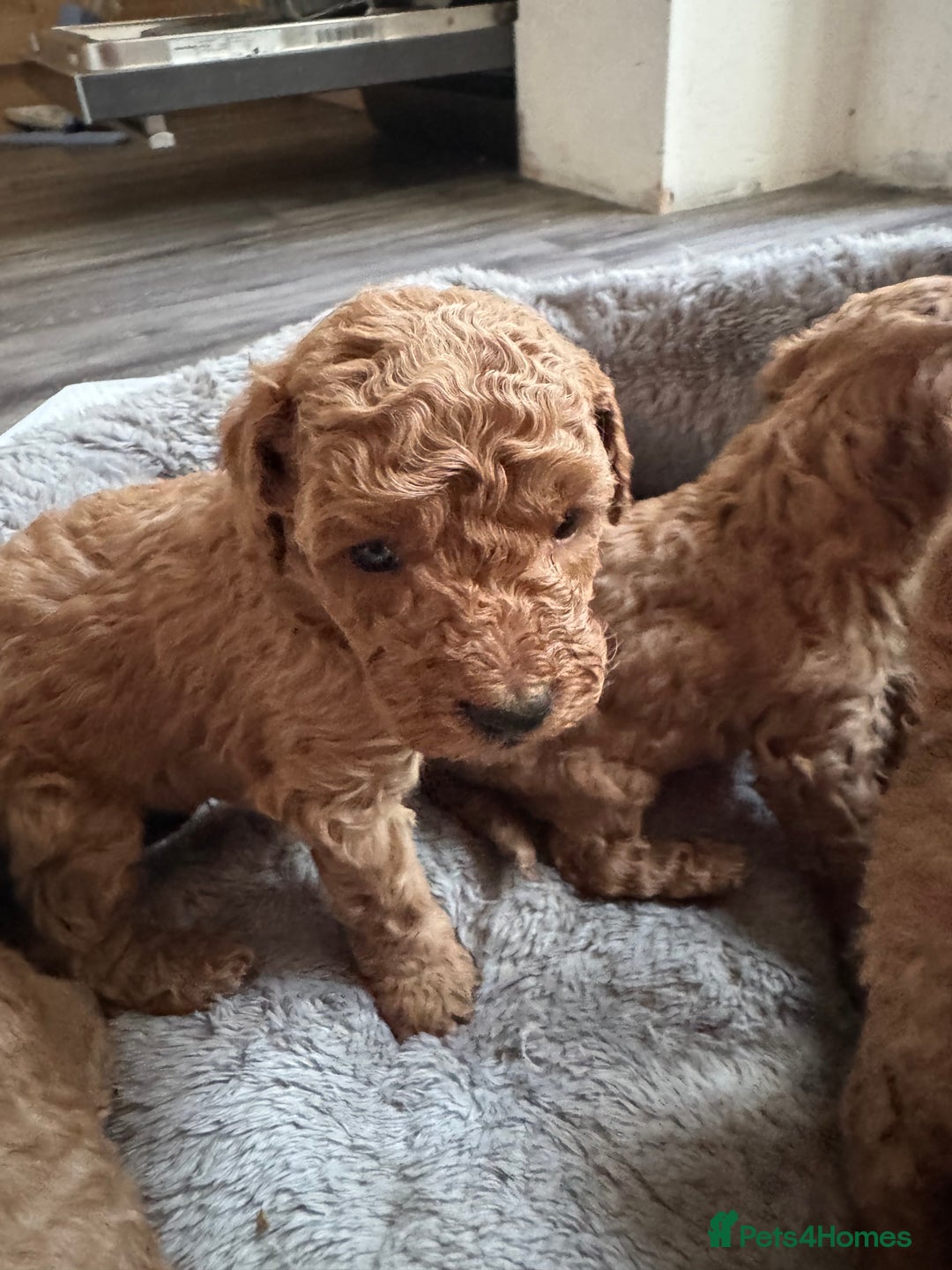 Toy Poodle dogs for sale: Red KC Toy Poodle Puppies. Ready Now!!  - Image 13