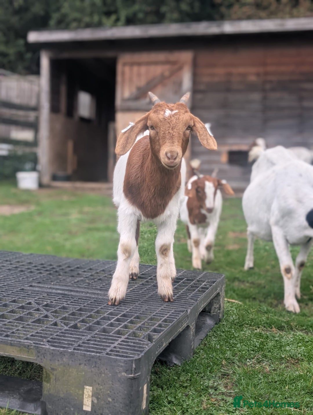 Goats livestock for sale: Boer Kids - Image 14