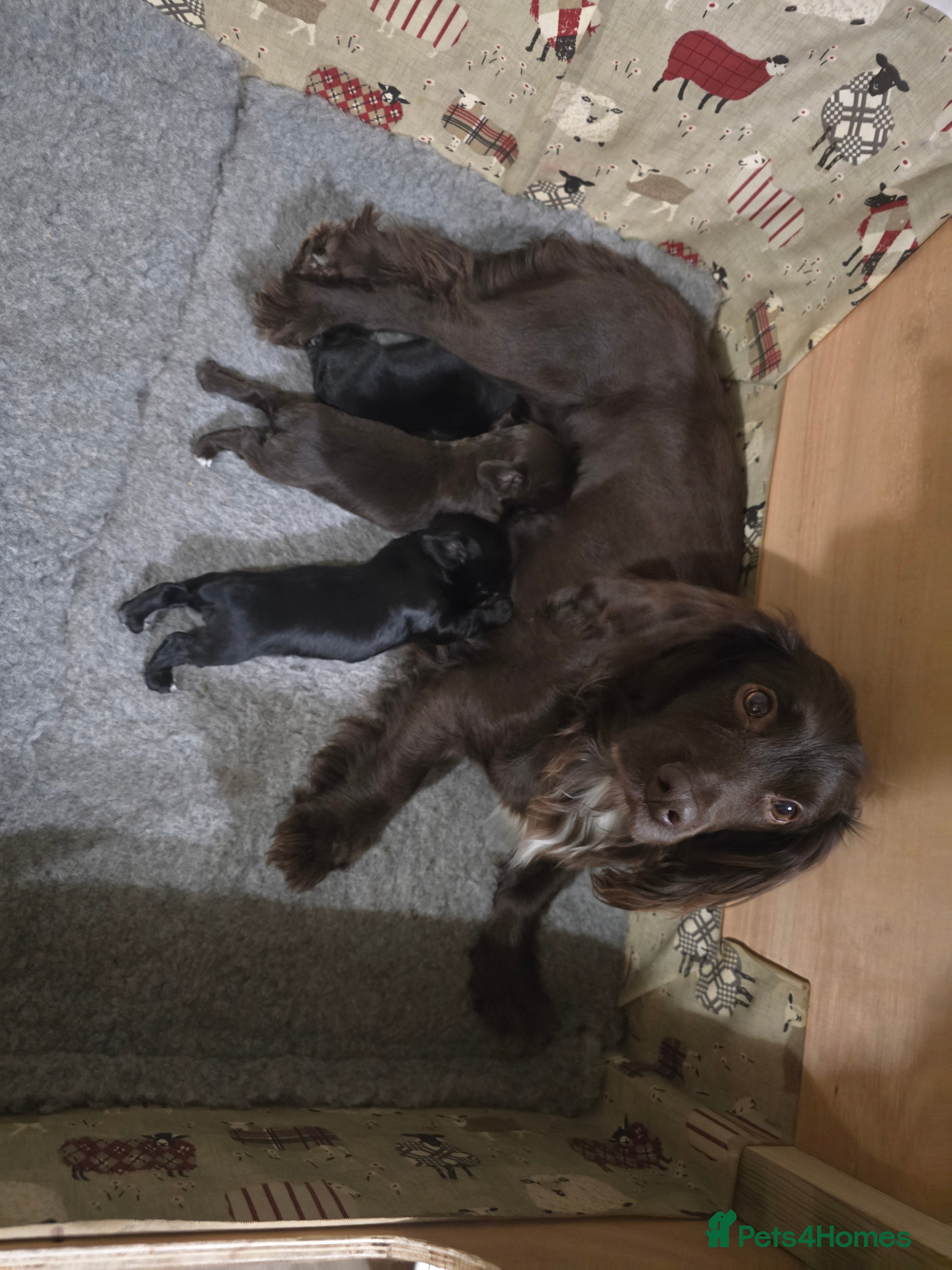 Cocker Spaniel dogs Working Cocker Spaniel puppies - Advert 1