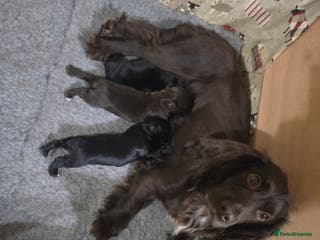Cocker Spaniel dogs Working Cocker Spaniel puppies - Advert 8
