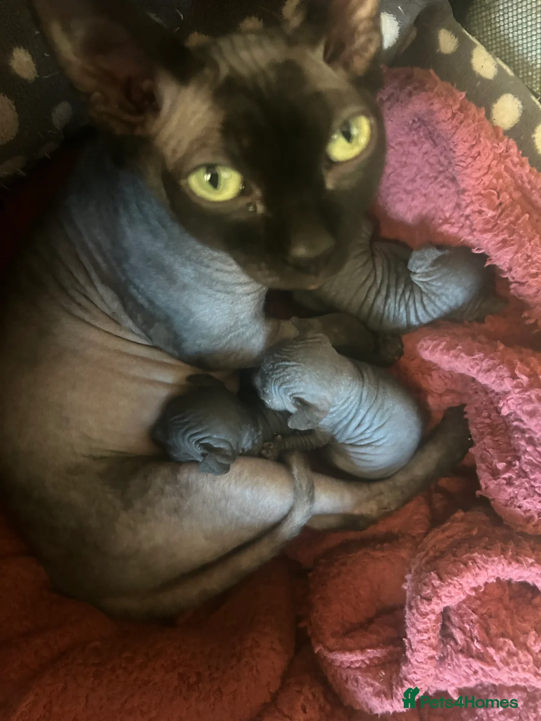 Sphynx cats for sale: Pure Canadian sphynx  - Advert 2