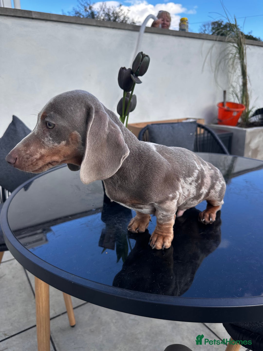 Miniature Dachshund dogs for sale: Last boy - Miniature long hair dachshund 🤍 - Image 6