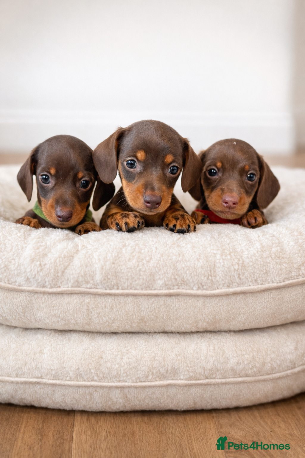 Miniature Dachshund dogs 5TH GENERATION PEDIGREE MINIATURE DACHSHUND  - Advert 4