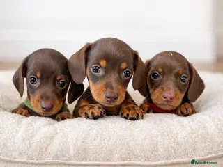 Miniature Dachshund dogs 5TH GENERATION PEDIGREE MINIATURE DACHSHUND - Advert 4