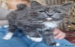 Ragdoll cats for sale: 6 CROSS RAGDOLL KITTENS WAITING FOR A LOVING HOME - Image 1