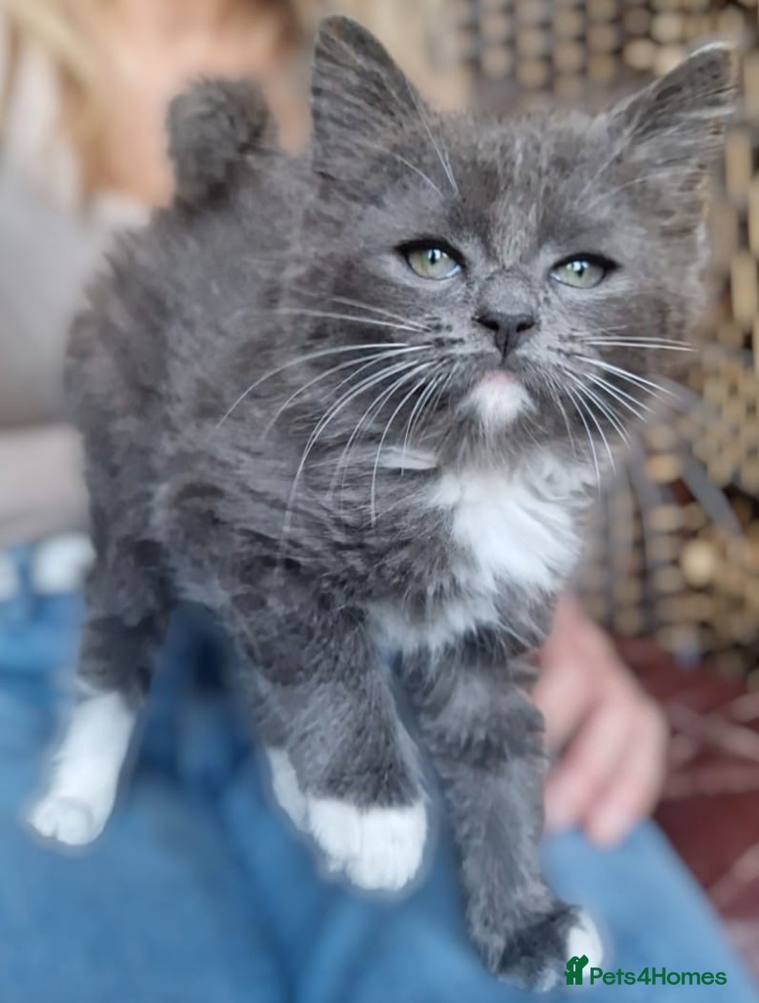 Ragdoll cats for sale: 6 CROSS RAGDOLL KITTENS WAITING FOR A LOVING HOME - Image 1