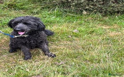 Bordoodle dogs for sale: BORDOODLE  neutered male  - Image 2
