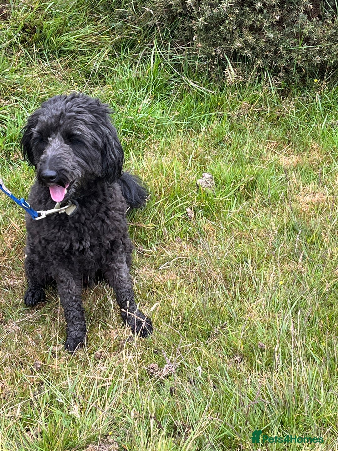 Bordoodle dogs for sale: BORDOODLE  neutered male  - Image 2