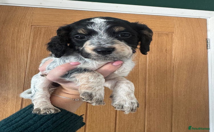 Cocker Spaniel dogs - Advert 5