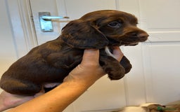 Cocker Spaniel dogs for sale: Super rare and unique show type dna tested Kc reg  - Image 28