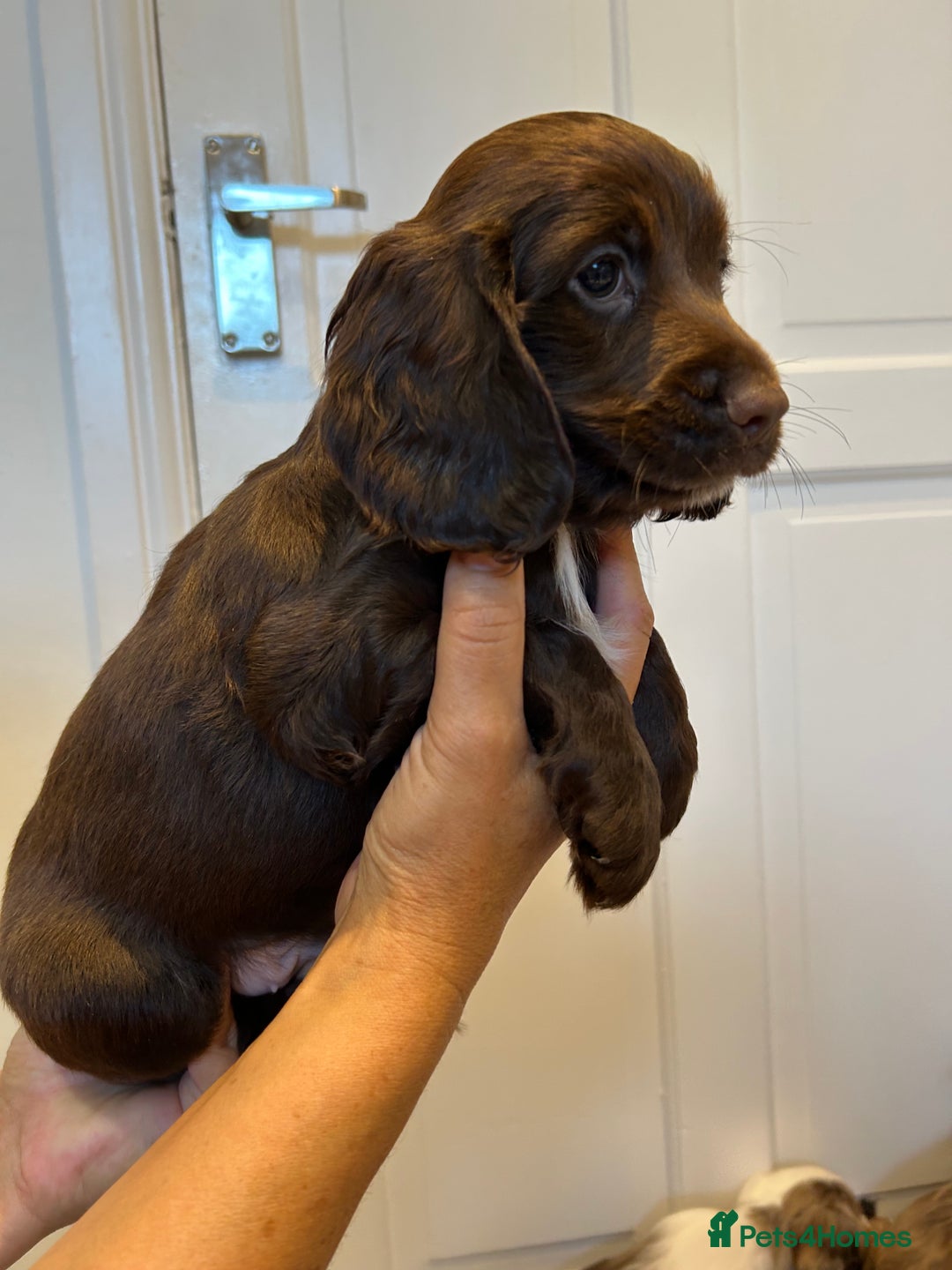 Cocker Spaniel dogs for sale: Super rare and unique show type dna tested Kc reg  - Image 28