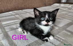 Mixed Breed cats for sale: 5 adorable kittens  - Image 5