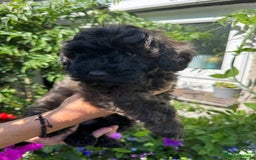 Cavapoo dogs for sale: Beautiful Toy F1b Cavapoo puppies  in Liskeard - Image 9