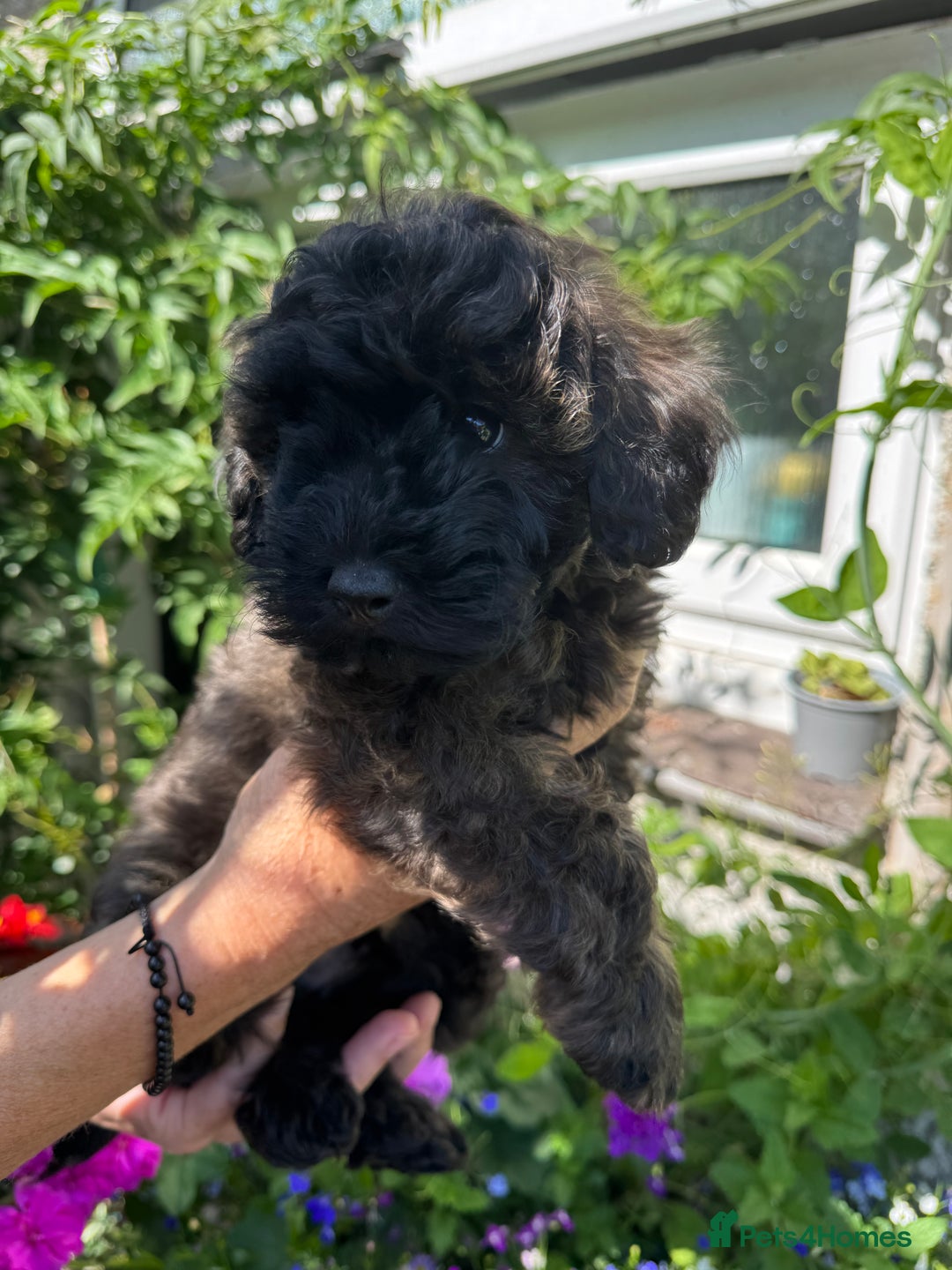 Cavapoo dogs for sale: Beautiful Toy F1b Cavapoo puppies  in Liskeard - Image 9