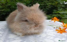 Lionhead rabbits for sale: LAST ONE Stunning DM Lionhead baby rabbit  - Image 2