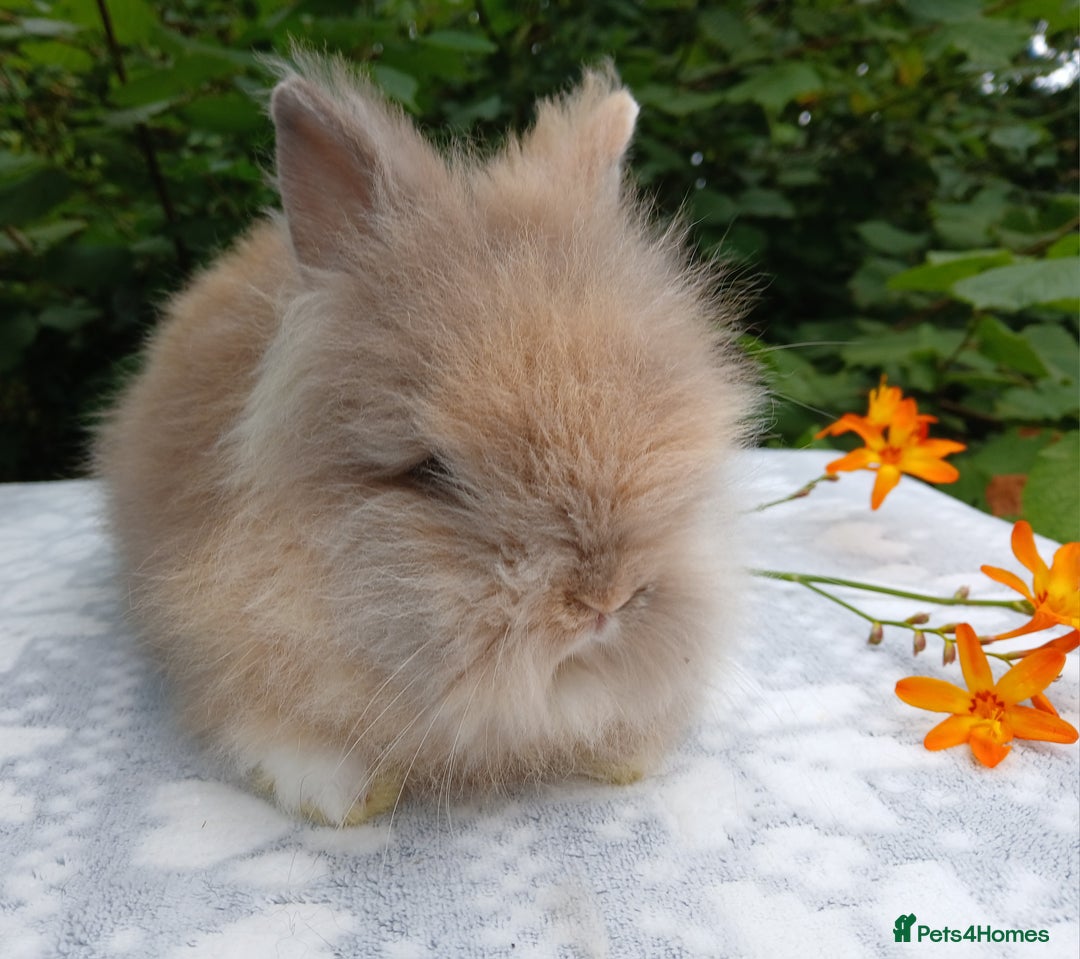 Lionhead rabbits for sale: LAST ONE Stunning DM Lionhead baby rabbit  - Image 2