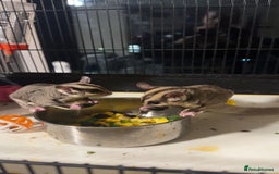 Sugar Glider rodents for sale: Classic Grey and Leucistic - Image 2