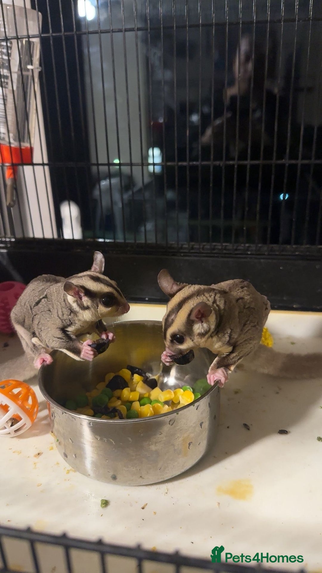 Sugar Glider rodents for sale: Classic Grey and Leucistic - Image 2