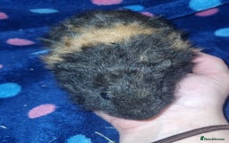 Guinea Pig rodents for sale: Alpaca x texel  - Image 4