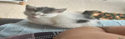 Mixed Breed cats for sale: Lovely male kitten - Advert 2