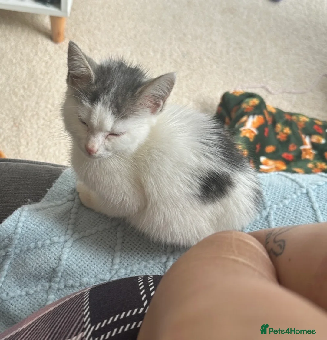 Mixed Breed cats for sale: Lovely male kitten - Advert 2
