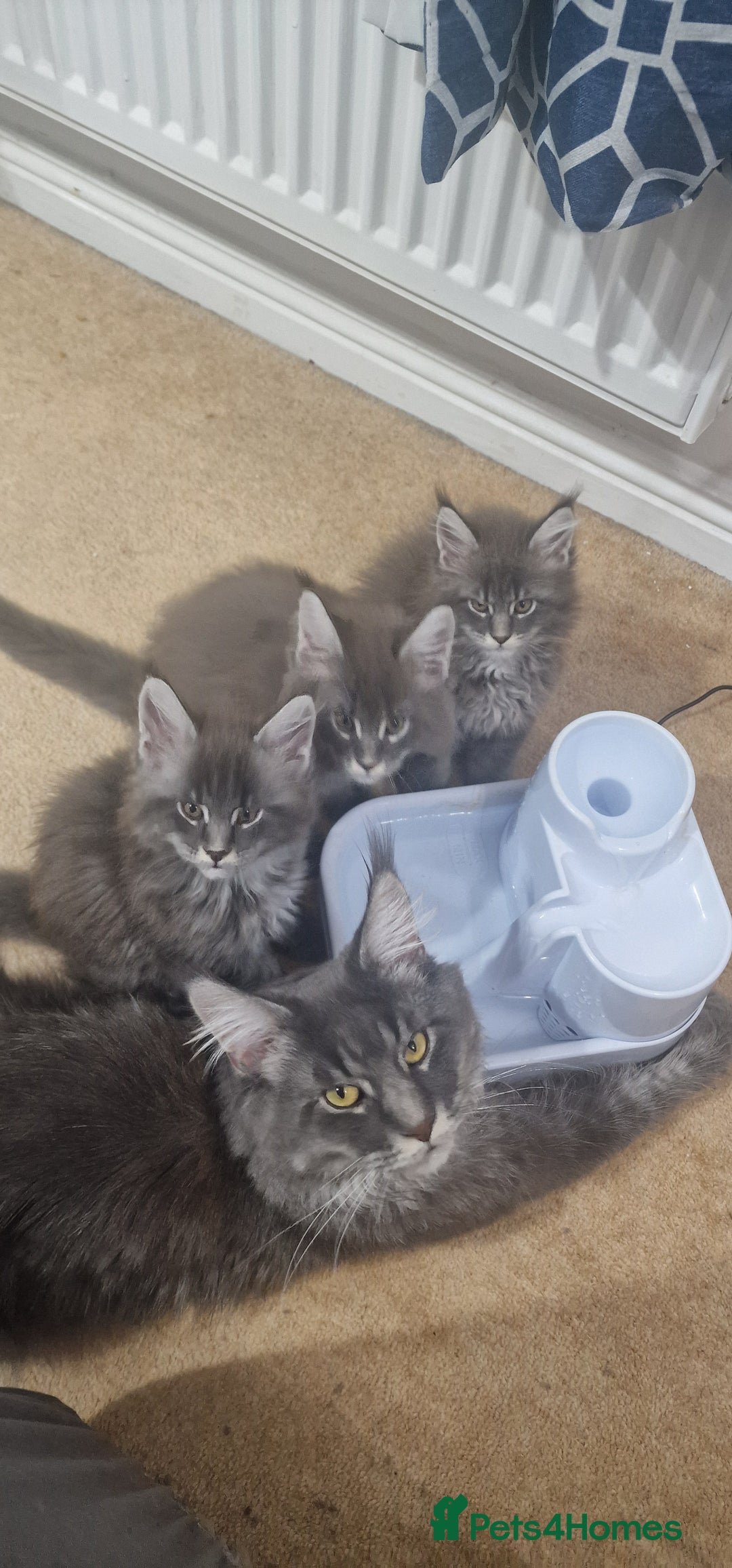 Maine Coon cats for sale: 🐾 Three Majestic Pedigree Maine Coon Kittens! 🏡 - Advert 9