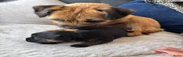 Border Terrier dogs for sale: Kc border terriers  - Advert 9