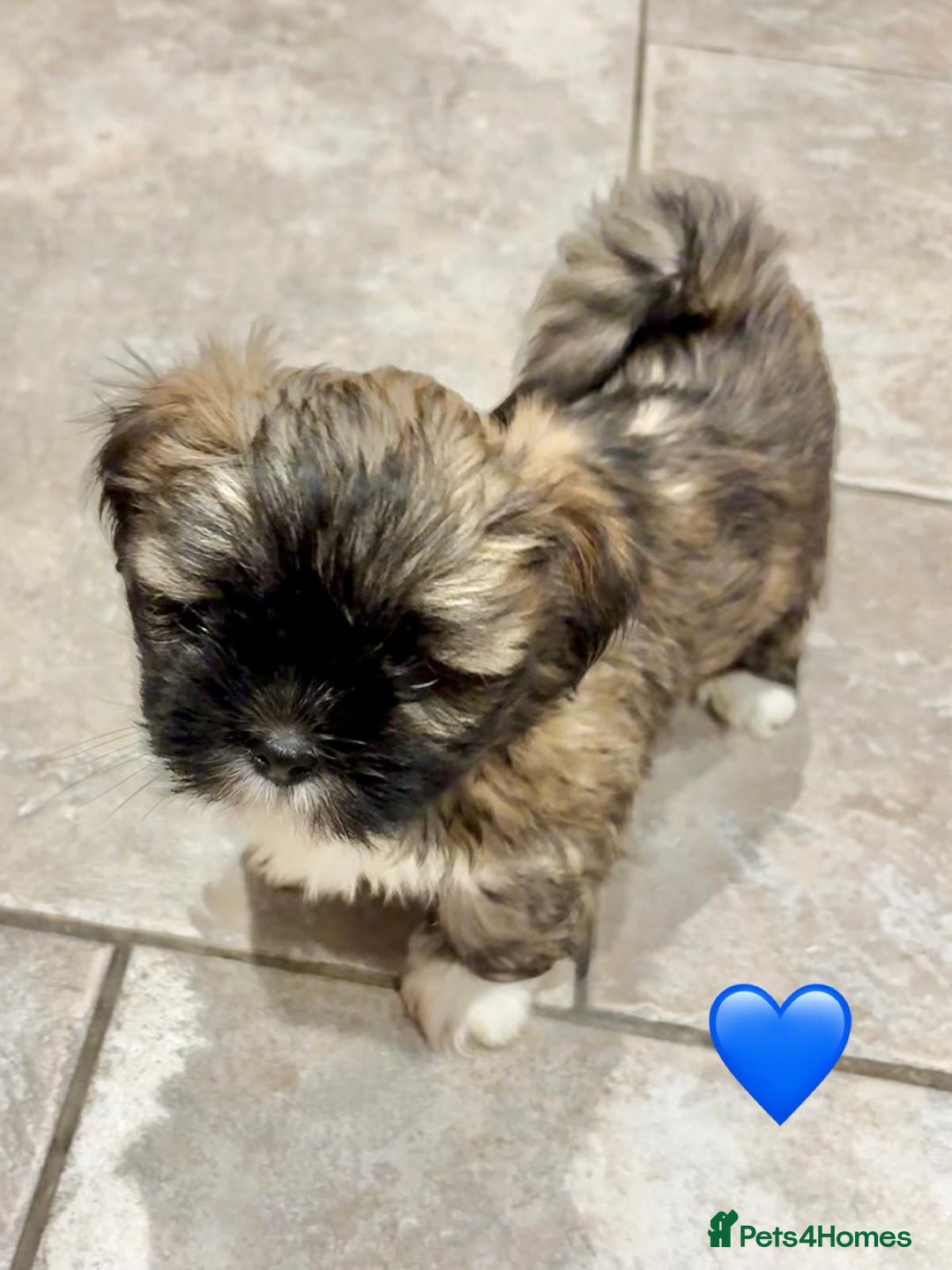 Lhasa Apso dogs for sale: Four Adorable Lhasa Apso Pups KC reg GPRA Clear - Advert 15