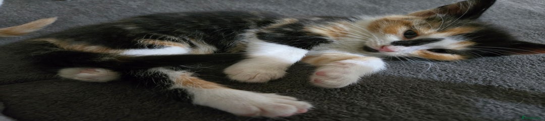 Mixed Breed Kitten 3