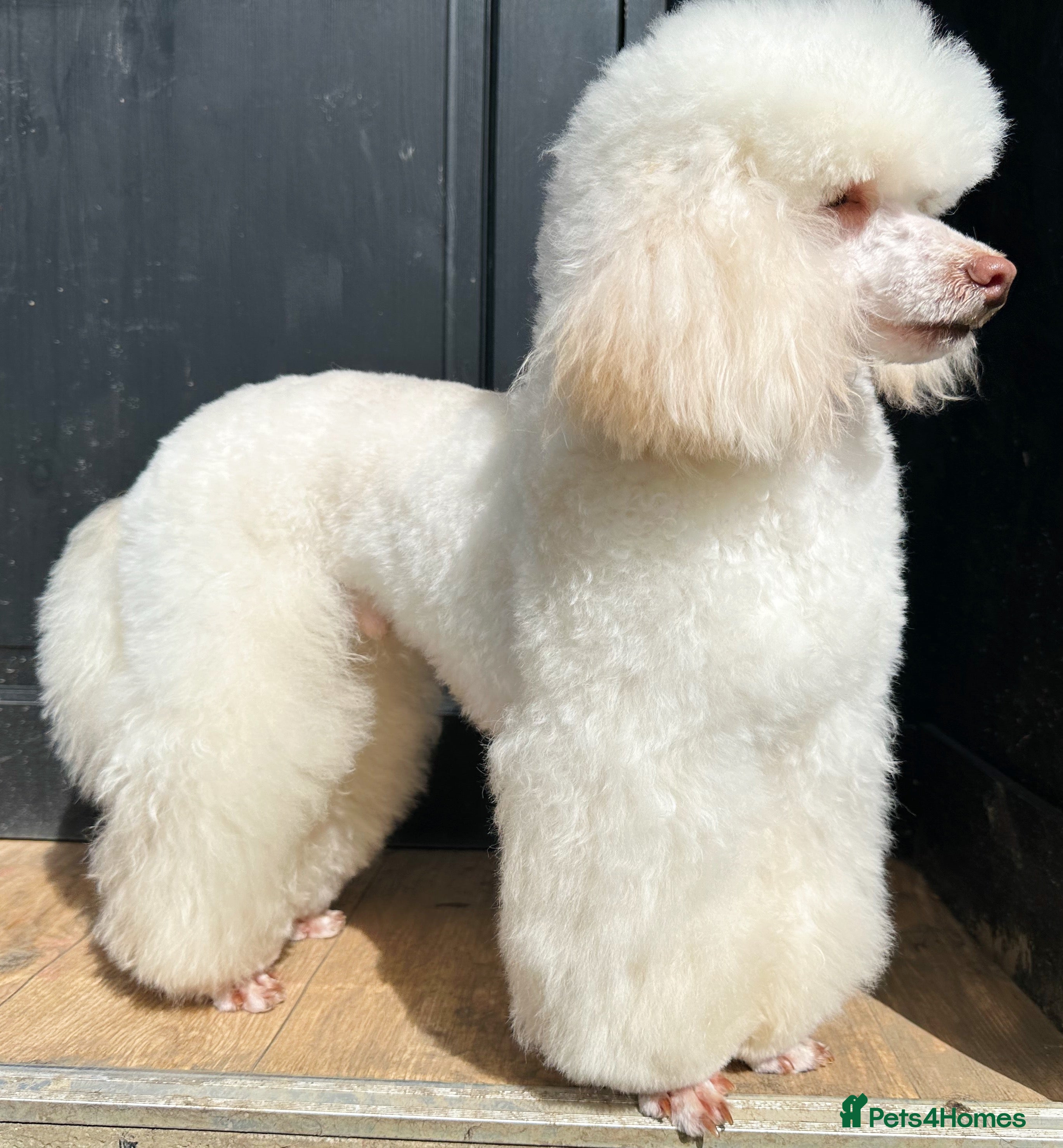 Toy Poodle dogs for stud: Top Quality KC Toy Poodle for Stud in Bury Saint Edmunds - Advert 4