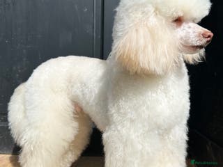 Toy Poodle dogs Top Quality KC Toy Poodle for Stud in Bury Saint Edmunds - Advert 5