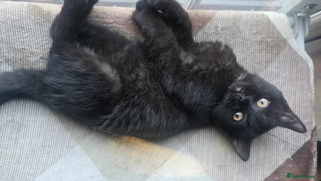 British Shorthair cats for sale: Gorgeous British Shorthair Kittens Ready Now! - Advert 26