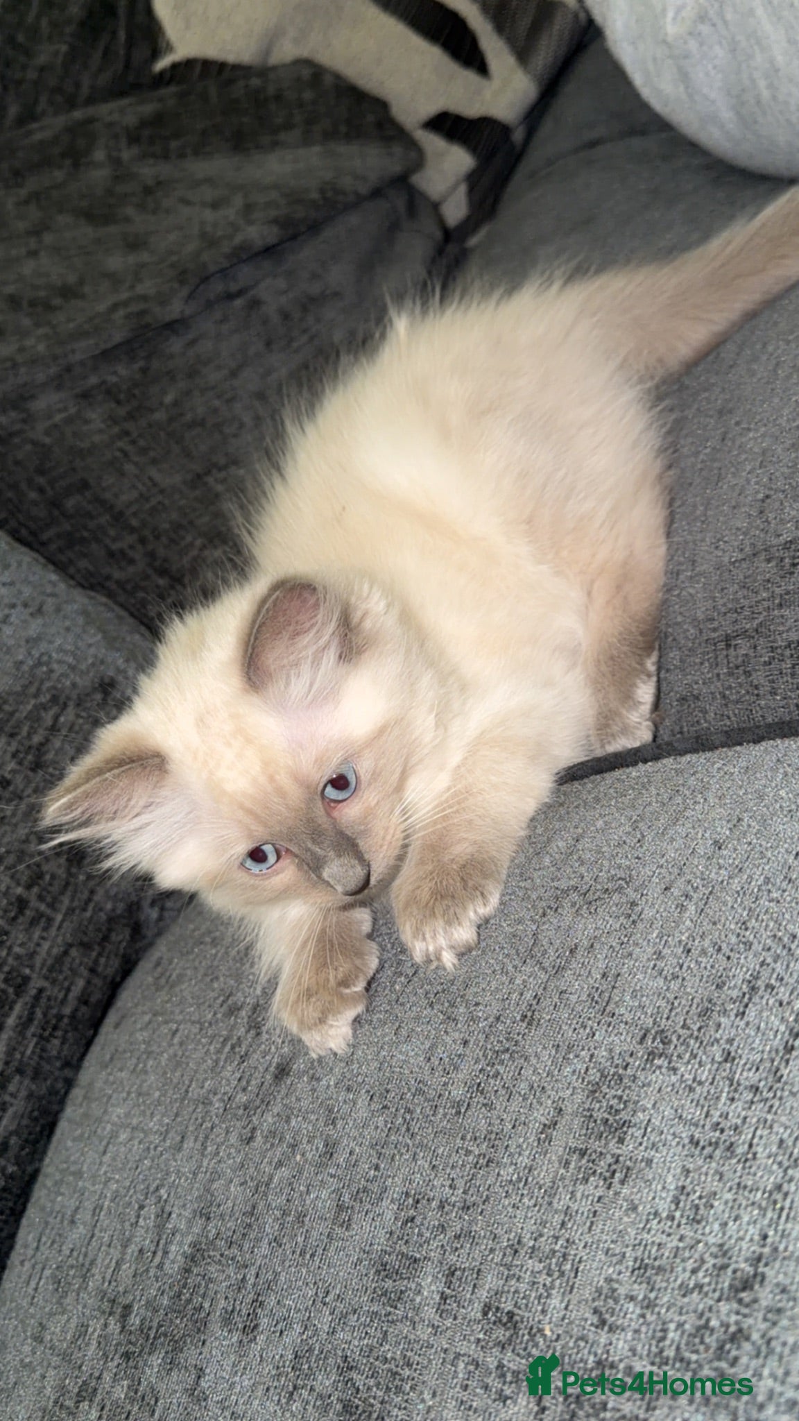 Ragdoll cats Beautiful blue point ragdoll - Advert 12