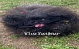 Pekingese dogs for sale: LAST PEKINGESE GIRL AVAILABLE FULLY VACCINATED - Image 10