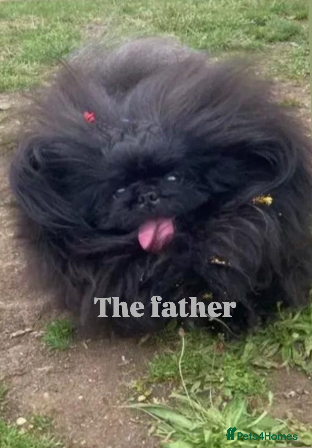 Pekingese dogs for sale: LAST PEKINGESE GIRL AVAILABLE FULLY VACCINATED - Image 10