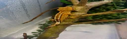 Gecko reptiles for sale: Crested geckos for sale🦎 - Advert 2