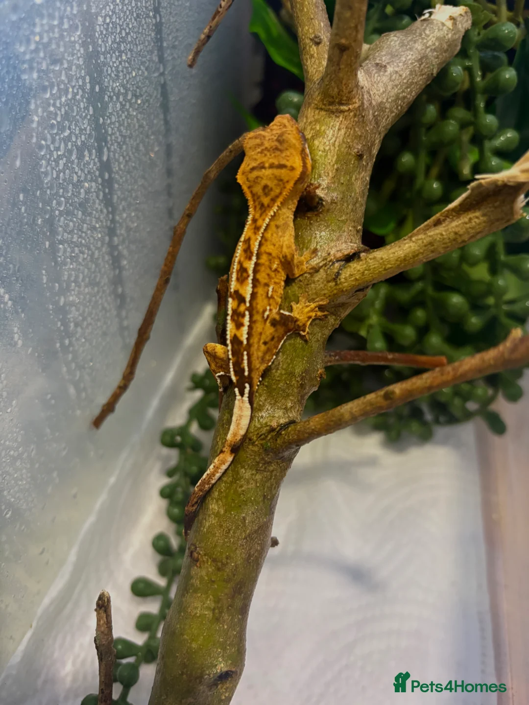 Gecko reptiles for sale: Crested geckos for sale🦎 - Advert 2