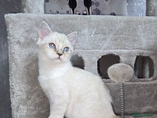 Persian cats - Advert 2