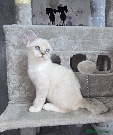 Persian cats - Advert 1