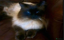 Ragdoll cats for sale: Beautiful Ragdoll Kittens Ready Now - Image 5