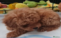 Toy Poodle dogs for sale: Tiny kc Russian background toy poodle poppies  - Image 22