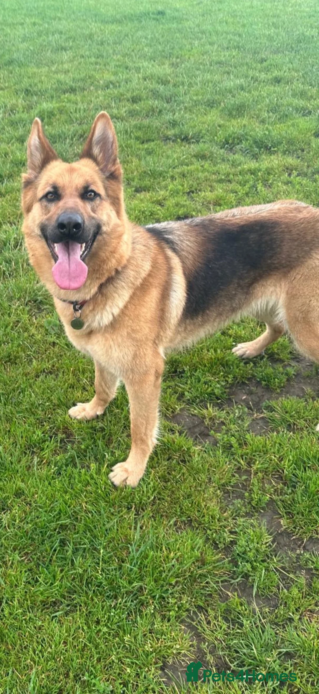 German Shepherd dogs for sale: German Sheperd Bitch  **  in Larkhall - Advert 2