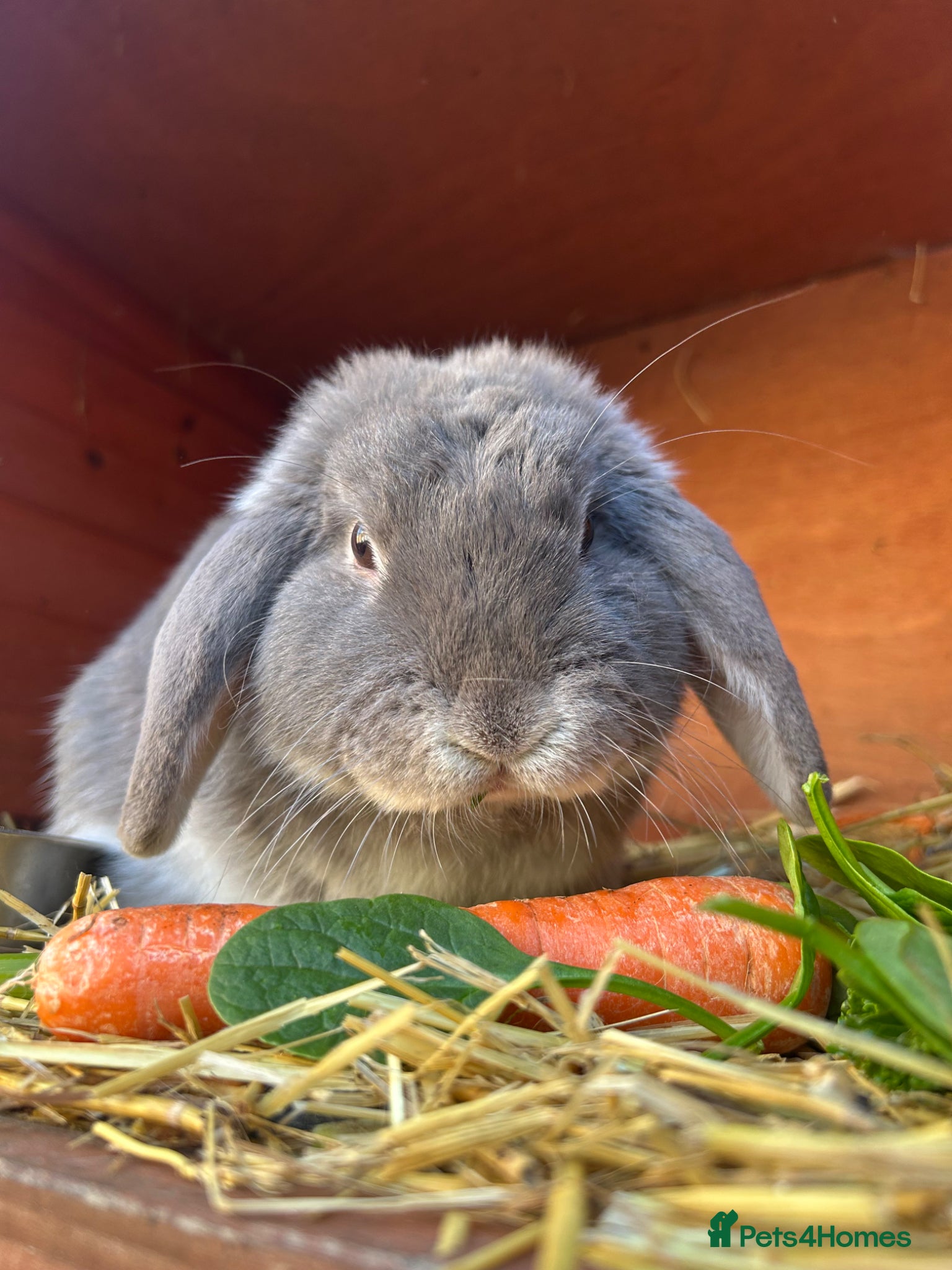 Mini Lop rabbits Grey mini lop rabbit  - Advert 1