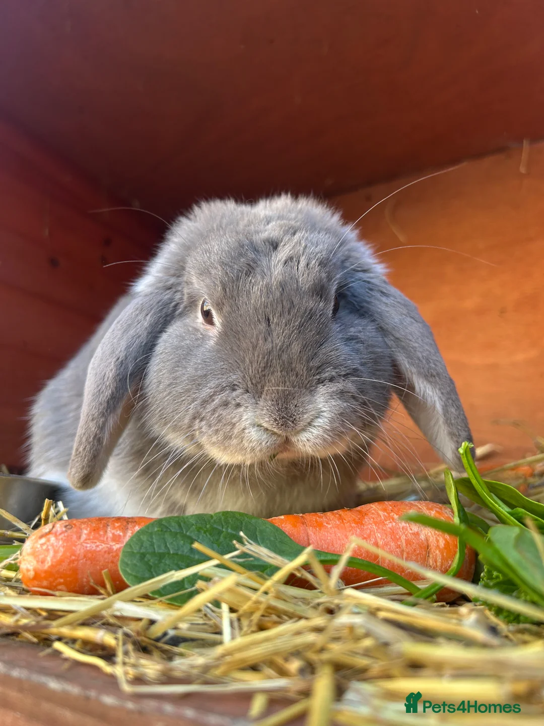 Mini Lop rabbits for sale: Grey mini lop rabbit  - Advert 1