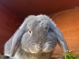 Mini Lop rabbits Grey mini lop rabbit - Advert 2