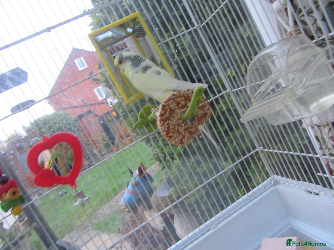 Budgerigars birds for sale: Pretty Female Budgie and Cage - Advert 4