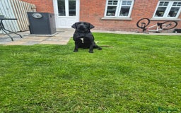 Springador dogs for sale: Labrador  - Image 11