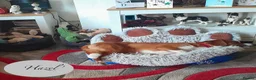 Mixed Breed dogs for adoption: Hazel, 6 months approx. Available for adoption. - Advert 9