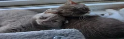 British Shorthair cats for sale: Full British Shorthair Kittens - Advert 4